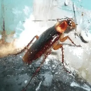 kakerlakenradio Radio